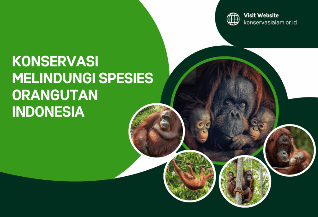 Konservasi Melindungi Spesies Orangutan Indonesia