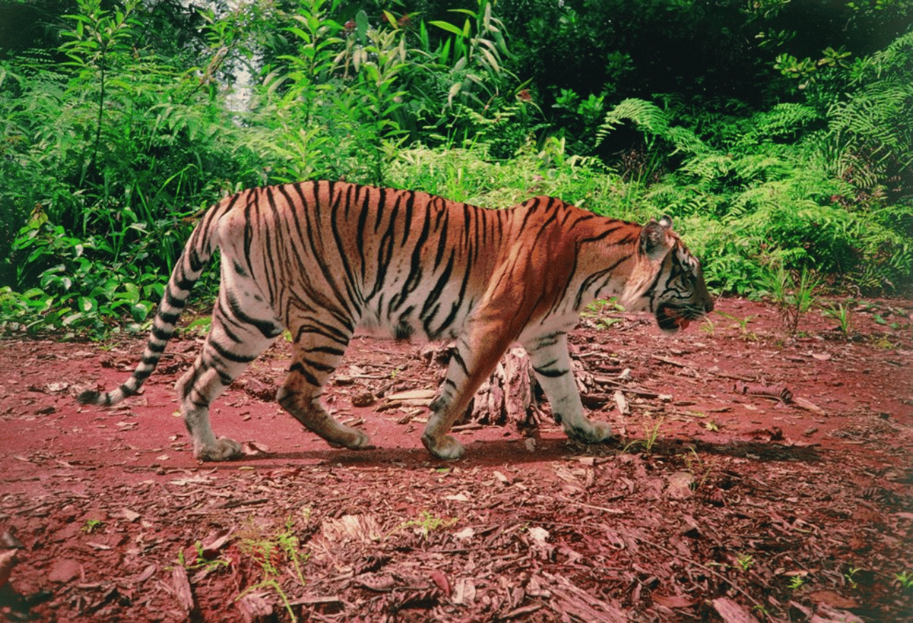 Kerinci Seblat