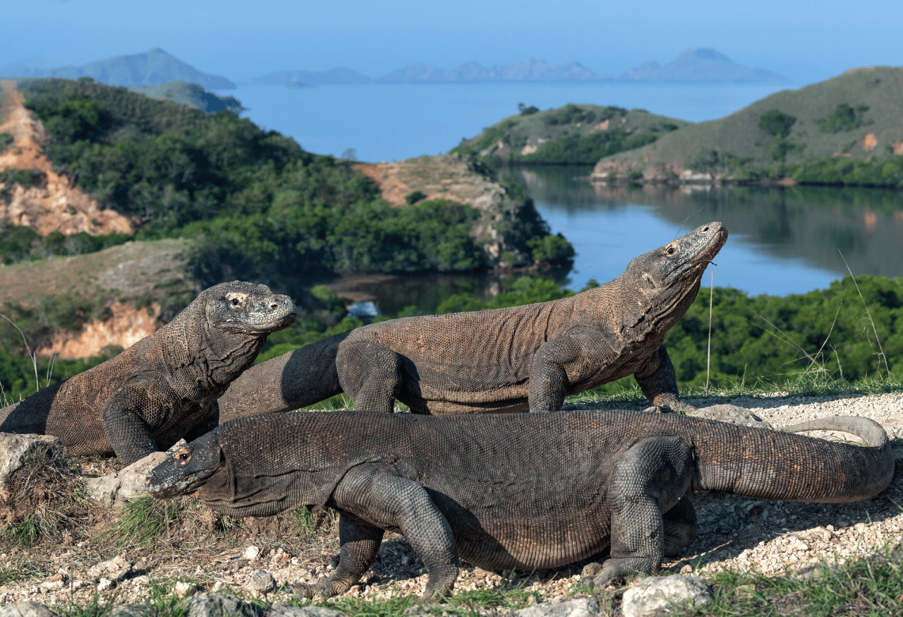 Pulau Komodo