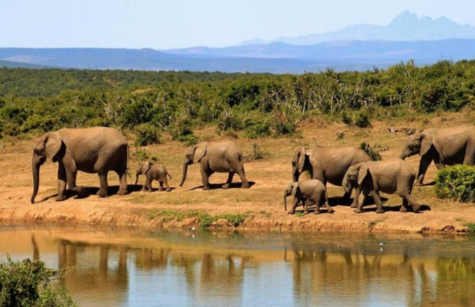 Taman-nasional-gajah