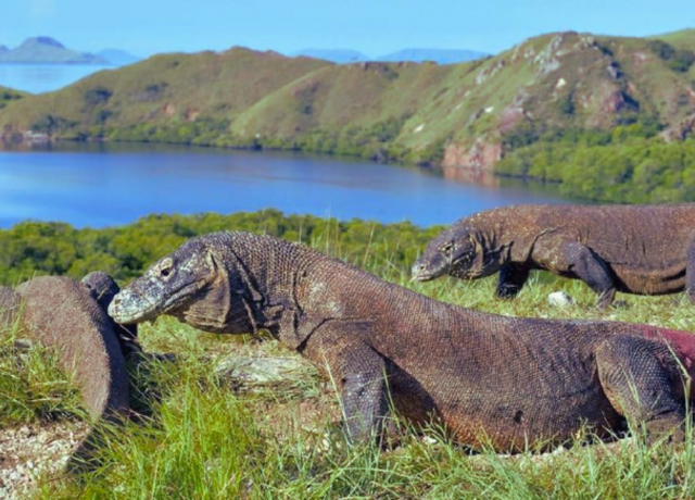 Taman-nasional-komodo