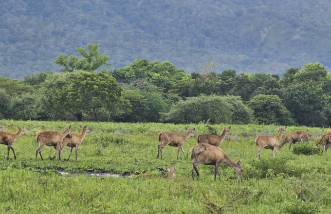 Taman-nasional-rusa